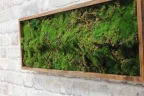 Панно из мха AF мох лесной 20х60 на Otdelka1.ru