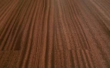 Паркетная доска Паркет прайм / Parquet Prime Сапелли R10 Парисьен 2S на Otdelka1.ru